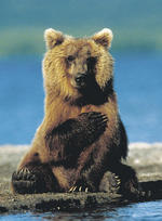Берег бурых медведей