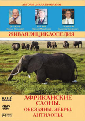 Живая энциклопедия. Африканские слоны.